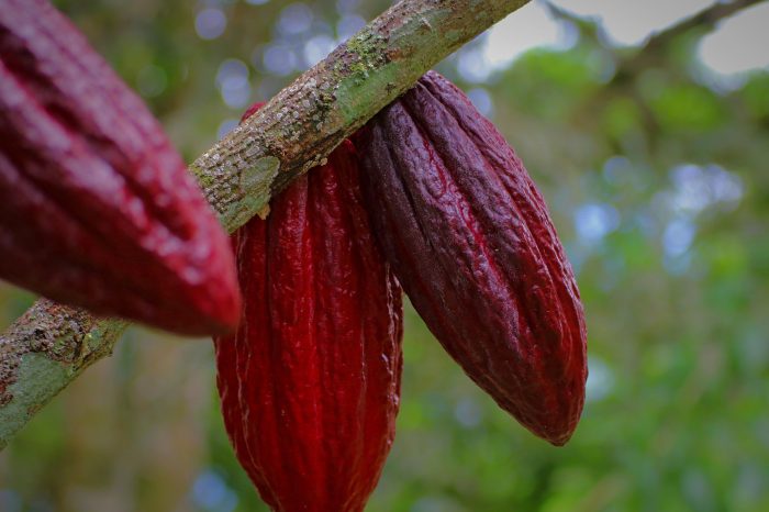 the newlife portal by kevin wallace cacao pods hanging from tree